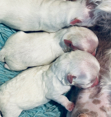 Les chiots de Bichon maltais