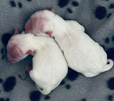 Les chiots de Bichon maltais