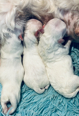 Les chiots de Bichon maltais
