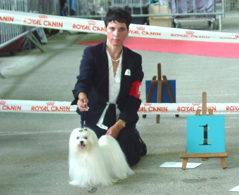 CH. radamantino Neverlindreaming - CAC-CACIB -Meilleur du groupe et 3eme au Best