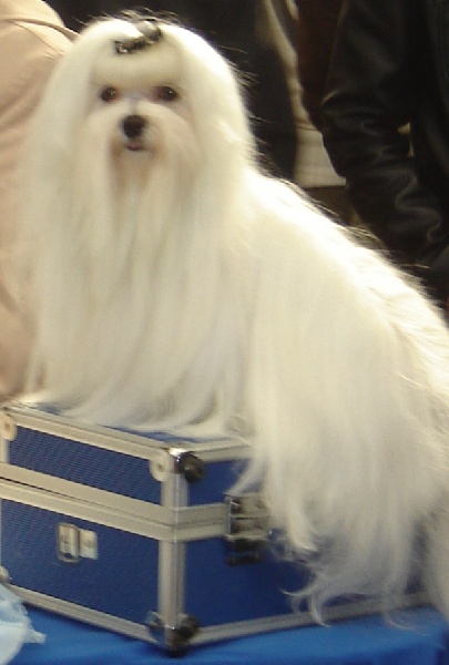 CH. radamantino Neverlindreaming - Excellent -CAC- R -CACIB