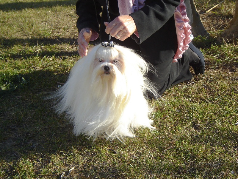 CH. radamantino Neverlindreaming - Excellent R-CAC