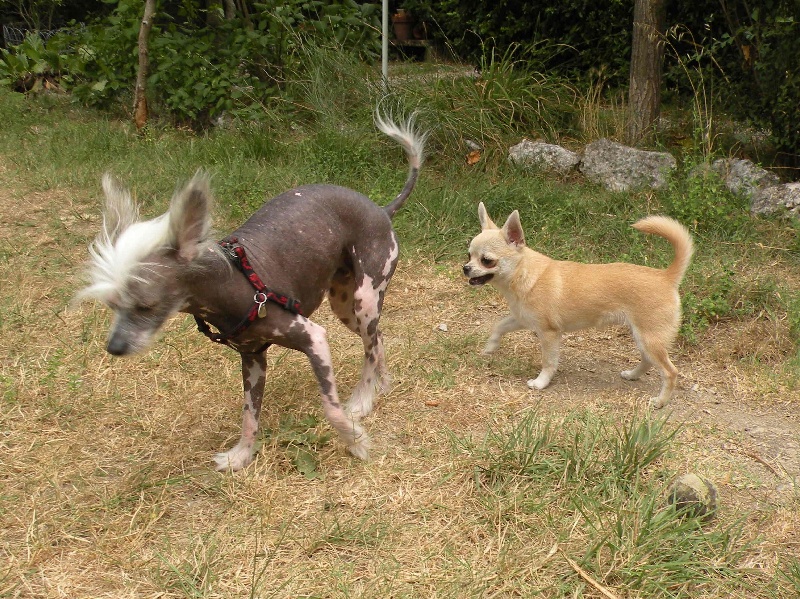 Publication : Des hercules de font bouillant Auteur : Sabine Artaud
