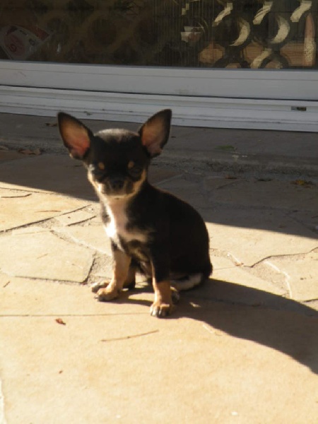 Féline marilyn du manoir aux peupliers