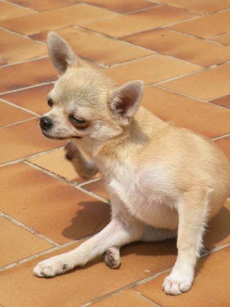 Publication : Des hercules de font bouillant Auteur : Sabine Artaud