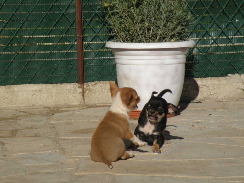 Féline marilyn du manoir aux peupliers