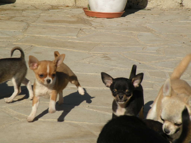 Féline marilyn du manoir aux peupliers