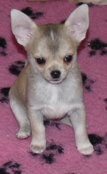 Publication : Des hercules de font bouillant Auteur : Sabine Artaud