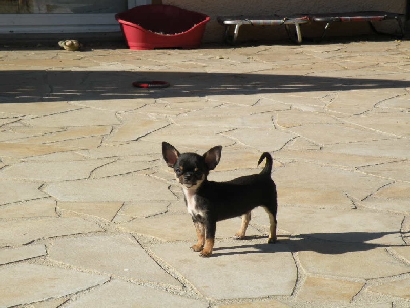 Féline marilyn du manoir aux peupliers