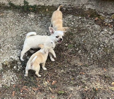 Les chiots de Chihuahua