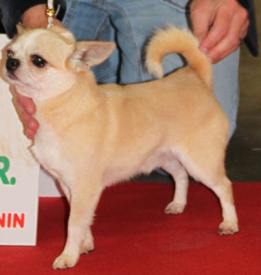 CH. Fakir****** des Petits Mickeys - 1er excellent RCACIB en classe champion