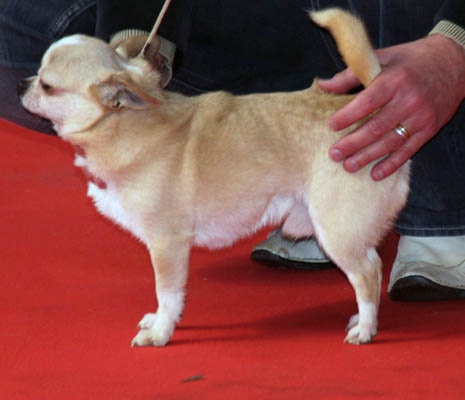 CH. Fakir****** des Petits Mickeys - 3ème excellent en classe en classe champion