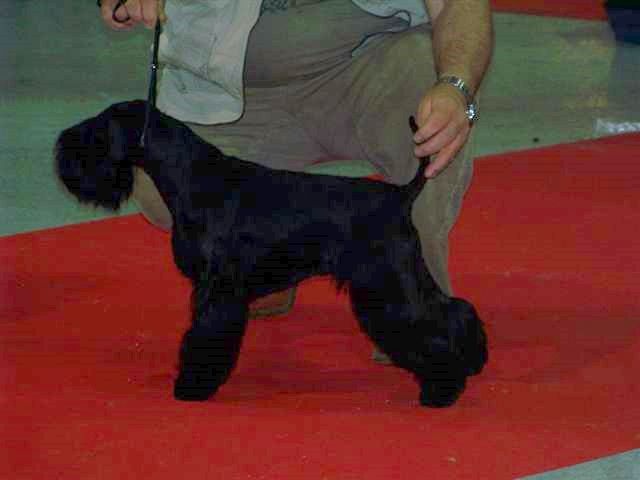 Ember 21 mois Du clos de l'ardonval - CACS CACIB