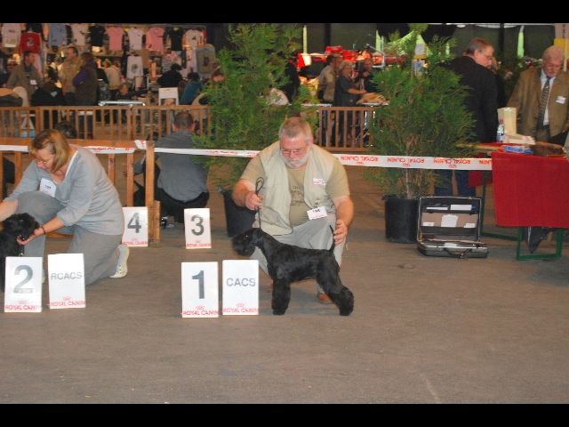 Ember 21 mois Du clos de l'ardonval - 1er EX CACS , BOB