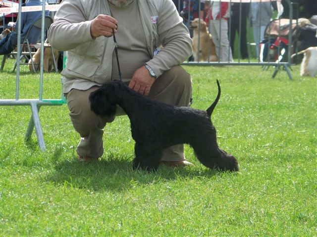 Ember 21 mois Du clos de l'ardonval - CACS BOB