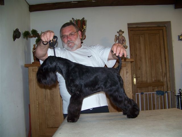 Ember 21 mois Du clos de l'ardonval - CACS ,BOB, Meilleure schnauzer de la spéciale