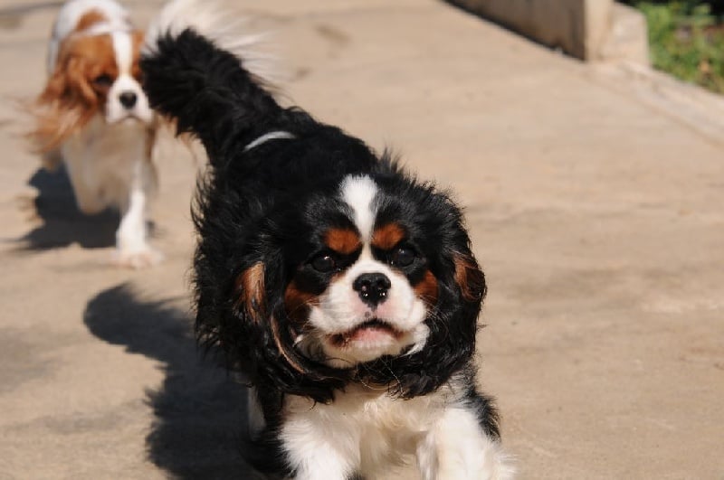 Publication : De Jereylle Auteur : Patrice Mathieu