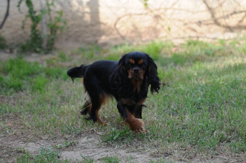 Publication : De Jereylle