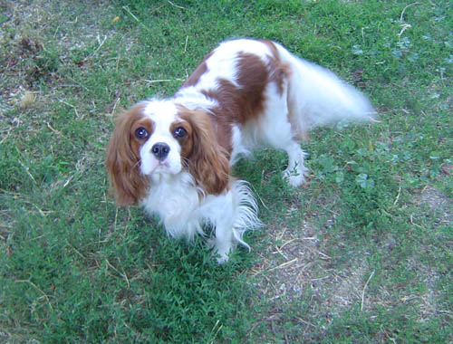 Publication : De Jereylle Auteur : BROUSSE AXELLE