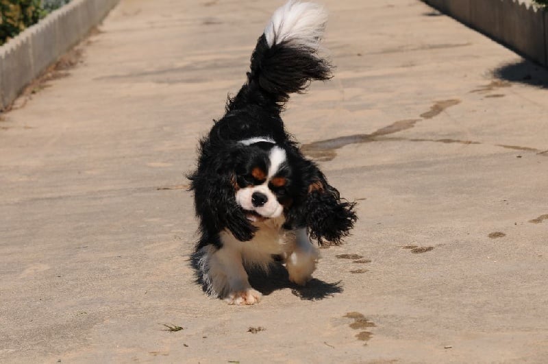 Publication : De Jereylle Auteur : Patrice Mathieu