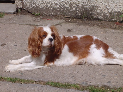 Publication : De Jereylle Auteur : BROUSSE AXELLE