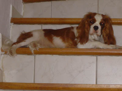 Publication : De Jereylle Auteur : BROUSSE AXELLE