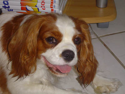 Publication : De Jereylle Auteur : BROUSSE AXELLE