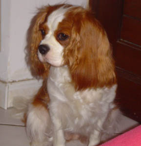 Publication : De Jereylle Auteur : BROUSSE AXELLE