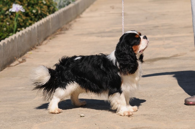 Publication : De Jereylle Auteur : Patrice Mathieu