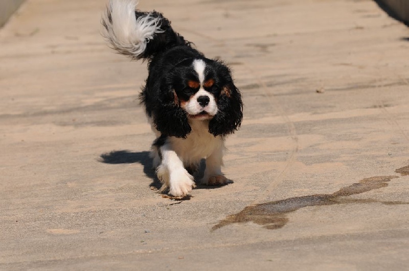 Publication : De Jereylle Auteur : Patrice Mathieu