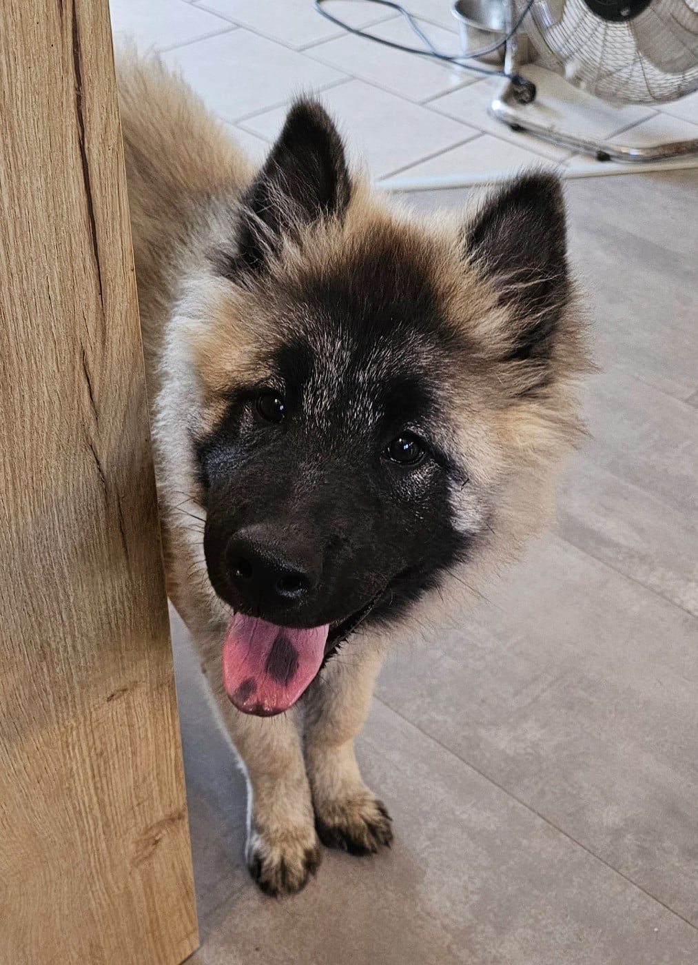 Eurasier - De Jereylle