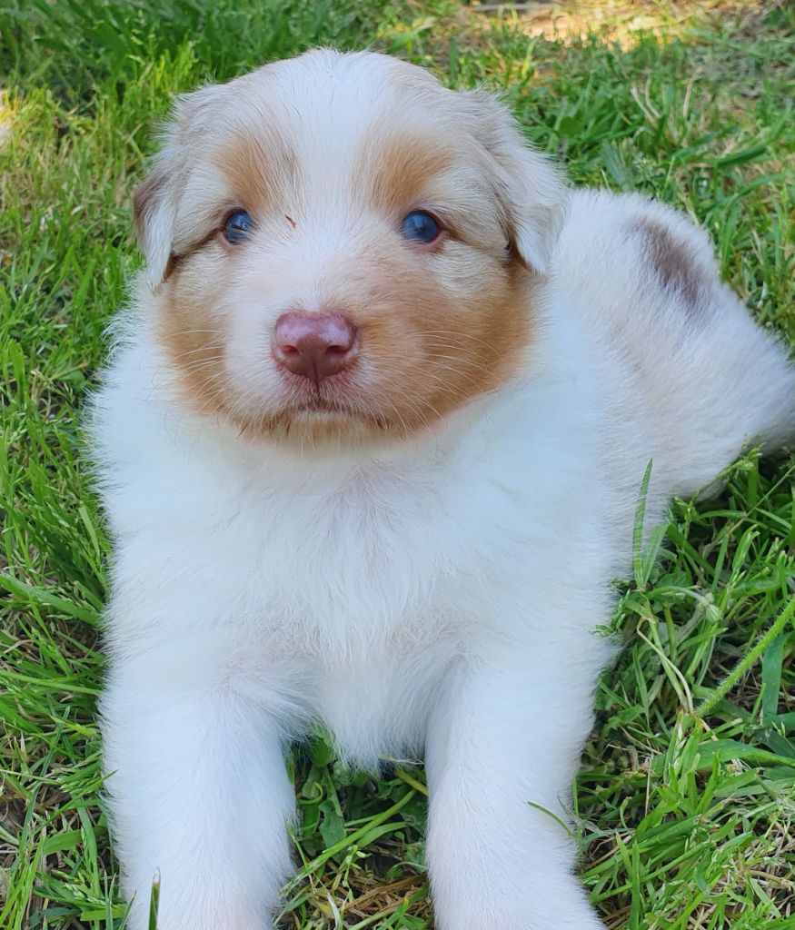 Chiot Elevage De Jereylle eleveur de chiens Berger Australien