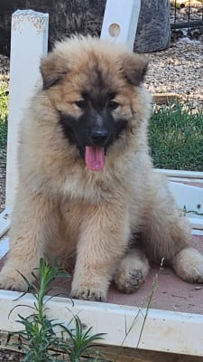 Les chiots de Eurasier