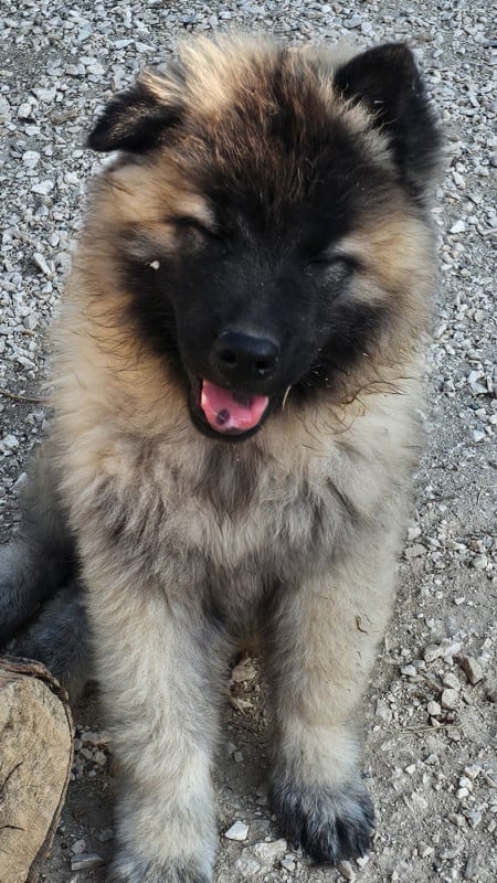 Eurasier - De Jereylle