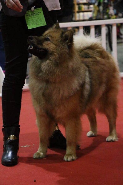 Izara De Jereylle - CACIB ET BOS