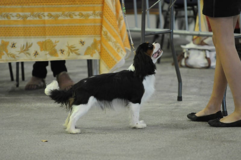 H'artist De Jereylle - 1er excellent et meilleur jeune de race