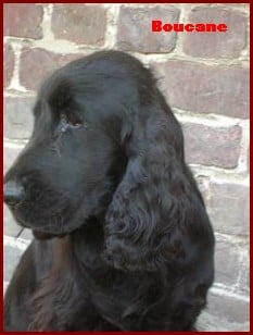 Publication : du Bois d'Achelles Auteur : Jérôme Desmarchelier