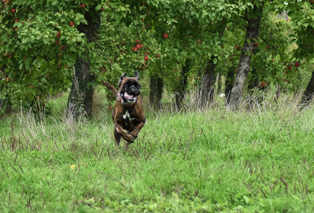Shakaponk De La Colline Aux Crocs D'or