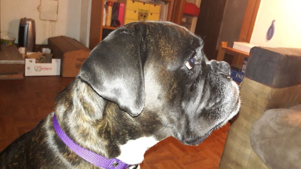 Jay-z Des Jardins Du Segala