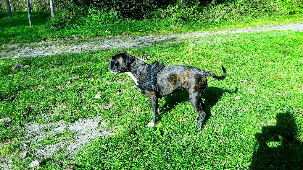 Jay-z Des Jardins Du Segala