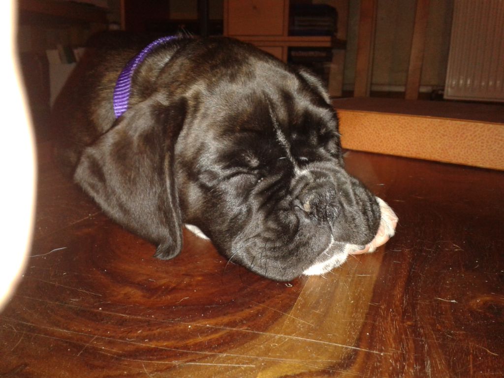 Jay-z Des Jardins Du Segala