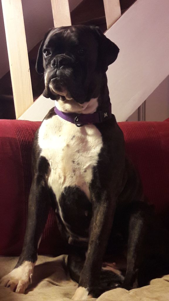 Jay-z Des Jardins Du Segala