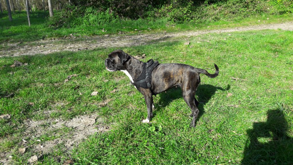 Jay-z Des Jardins Du Segala