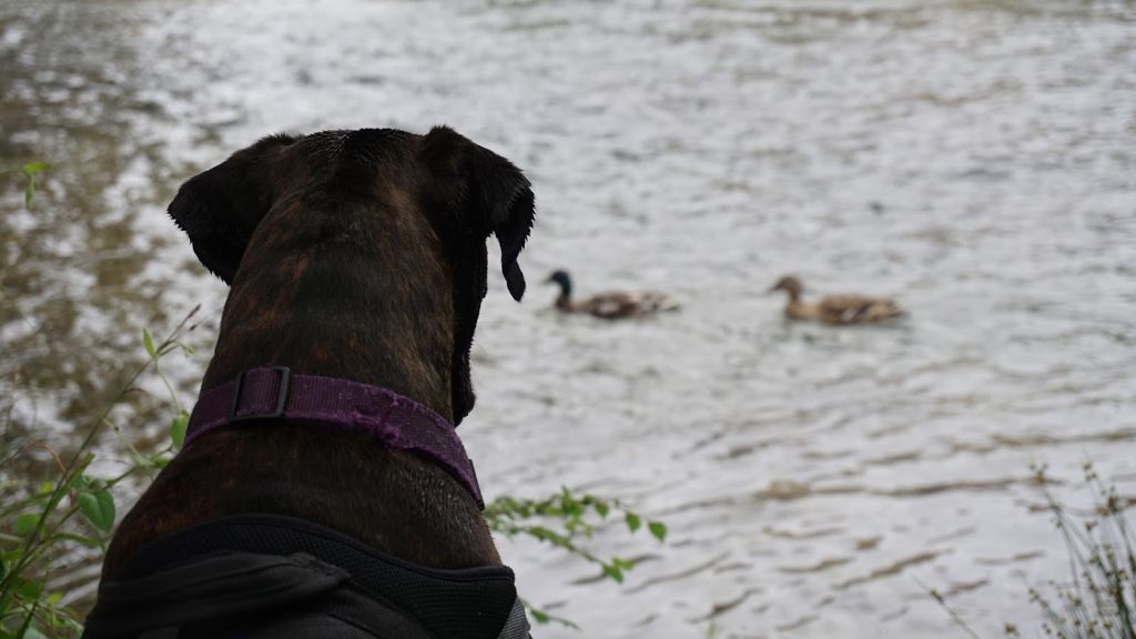 Jay-z Des Jardins Du Segala