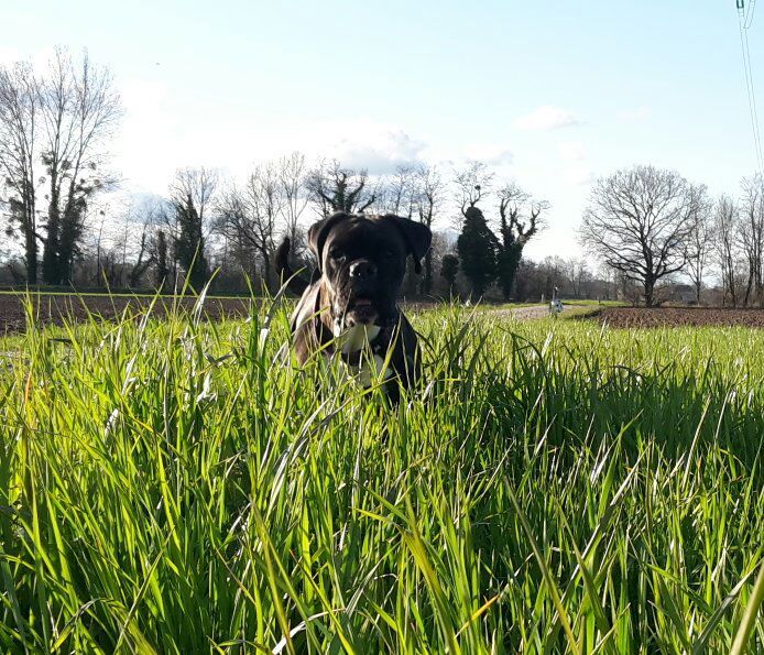 Jay-z Des Jardins Du Segala