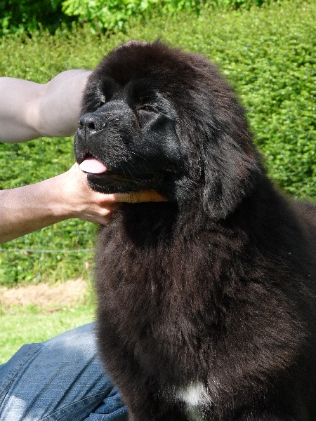 Publication : du Pays de Brocéliande Auteur : Pays de Brocéliande