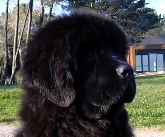 Publication : du Pays de Brocéliande