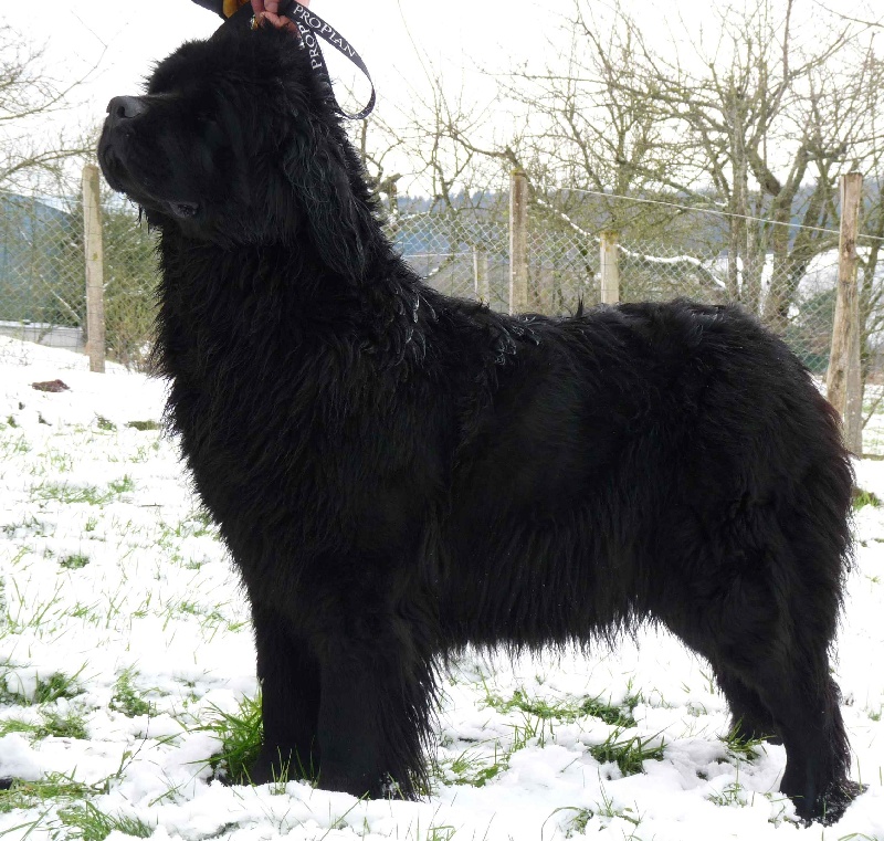 Publication : du Pays de Brocéliande