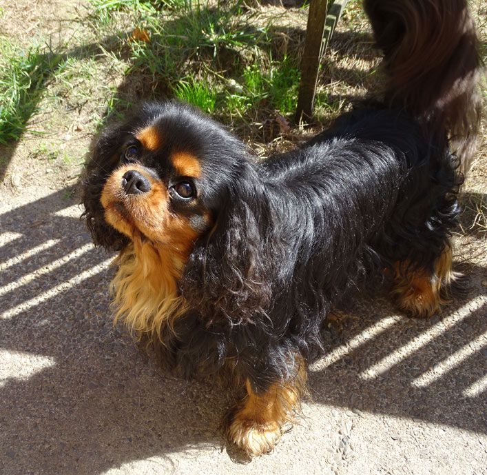 Tonnerre de brest of Sevijean's