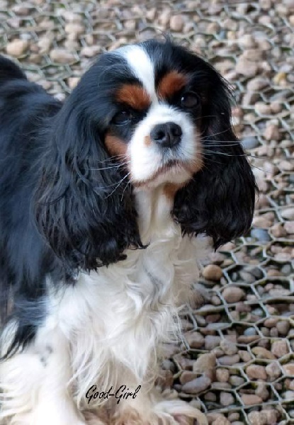 CH. Good girl du Jardin de Claire
